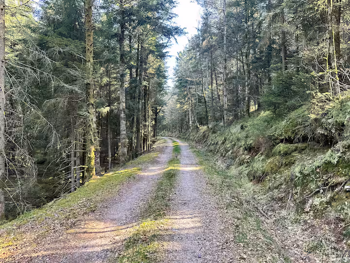 Waldweg in der Nähe des Hauses