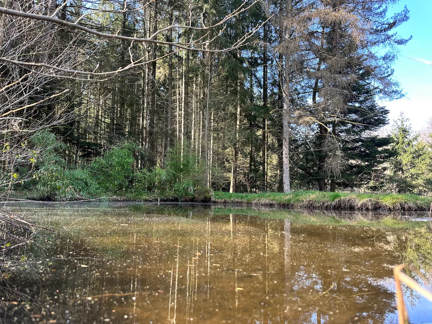 Étang dans l’environnement forestier · L’Écrin de la Forêt