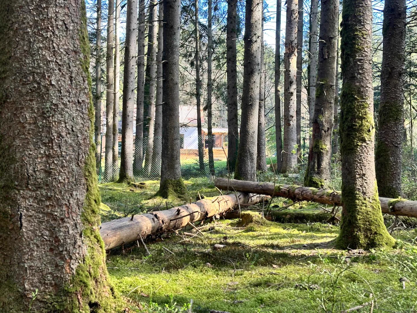 Sous-bois autour de L’Écrin · L’Écrin de la Forêt