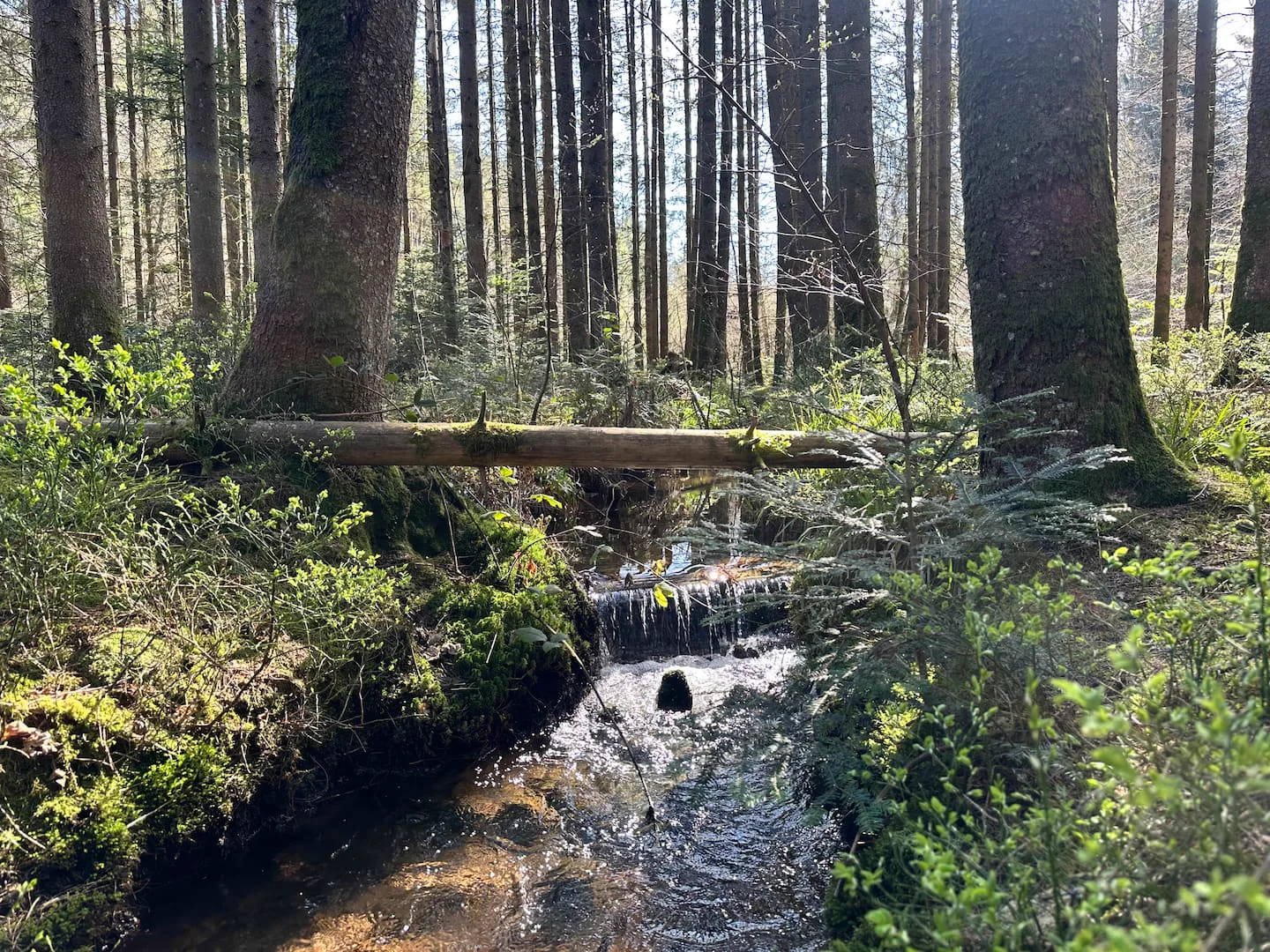Ruisseau dans la forêt · L’Écrin de la Forêt