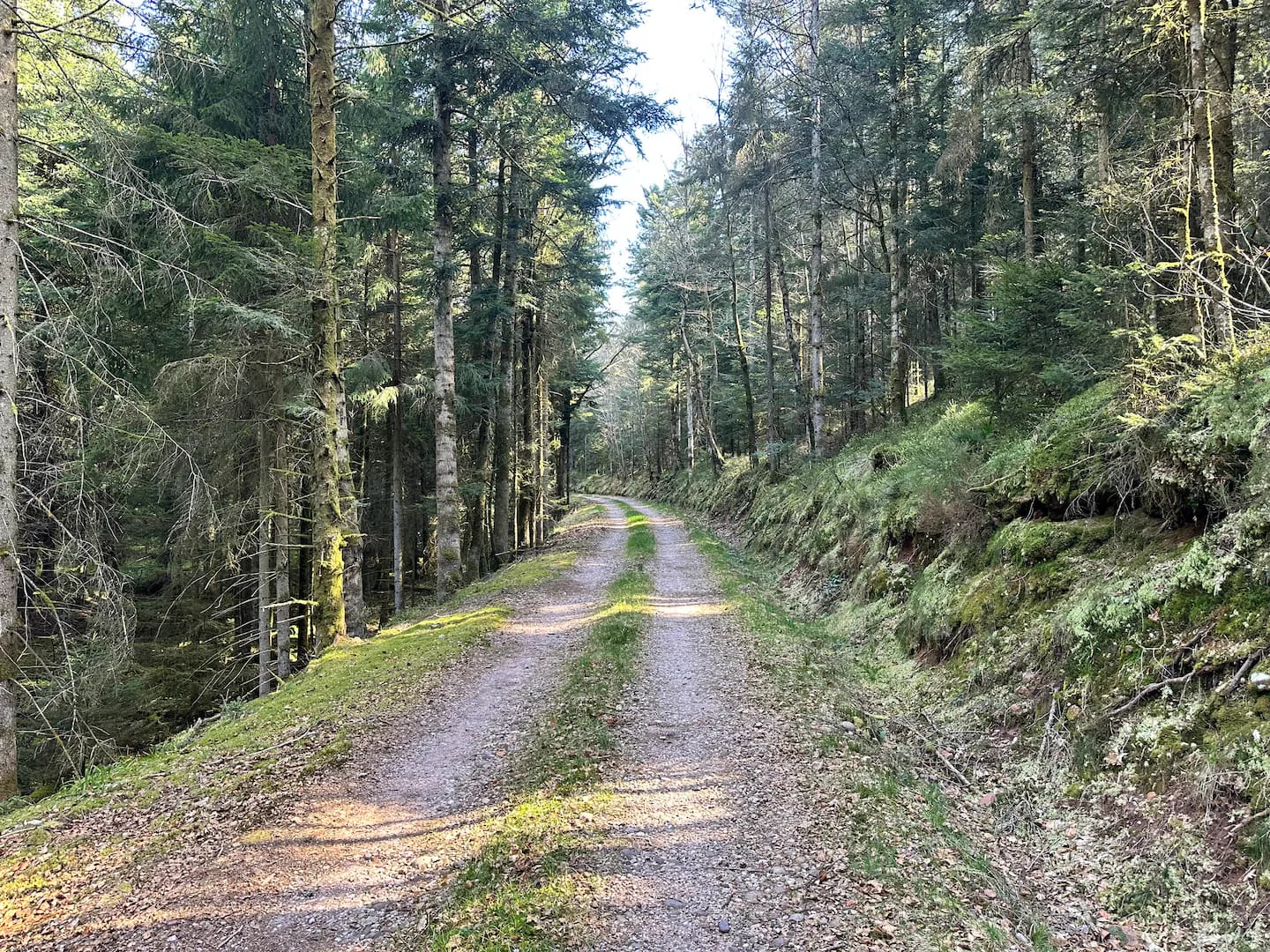 Chemin de promenade en forêt · L’Écrin de la Forêt